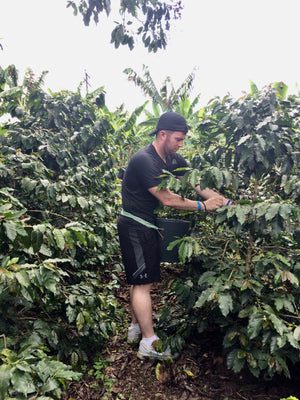Man picking green coffee beans in Colombia